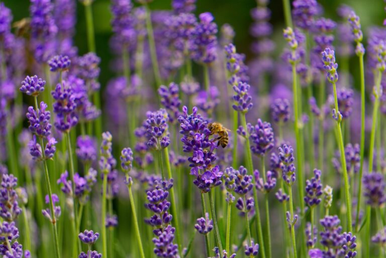 plant that repel mosquitoes like lavender.